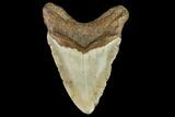 Fossil Megalodon Tooth - North Carolina #109840-2